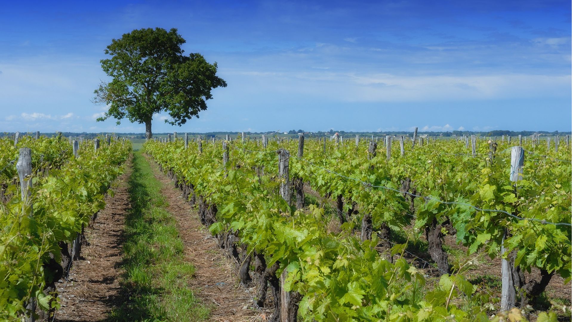 Producteur de Pineau des Charentes Matha