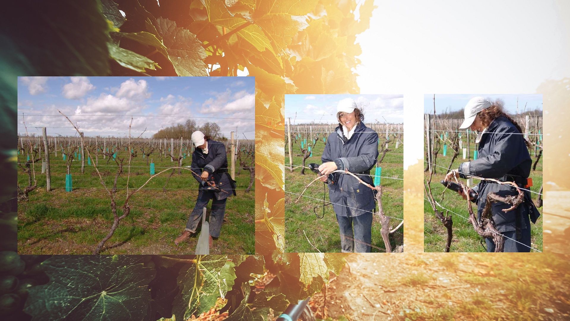 Producteur de Pineau des Charentes