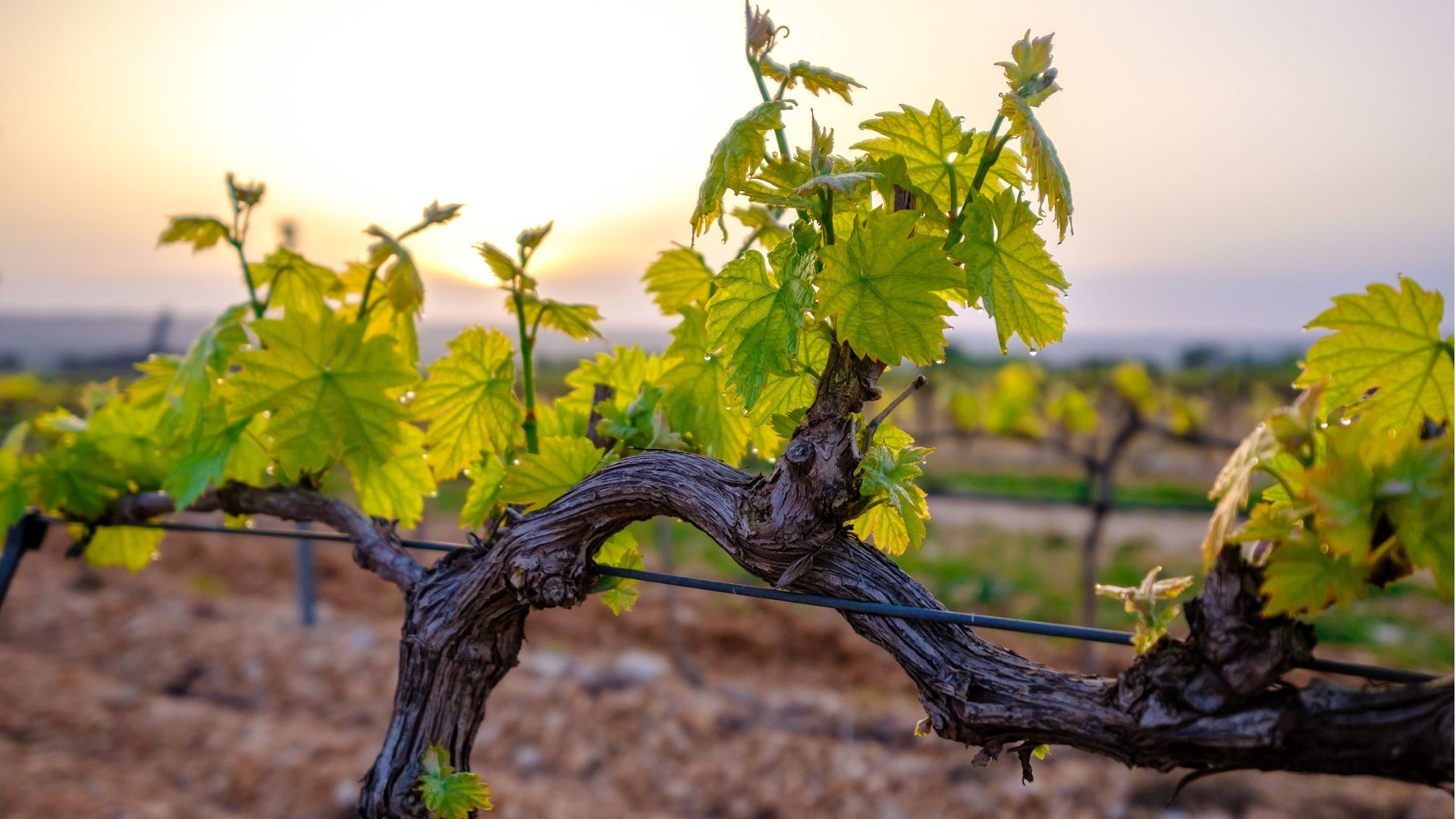 Le Clos de la Groie